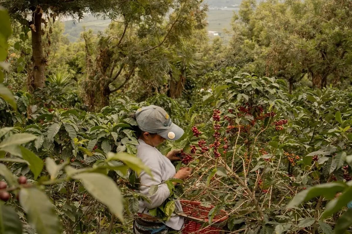 Cómo influye la altitud en el sabor del café: por qué el café de altura es más complejo