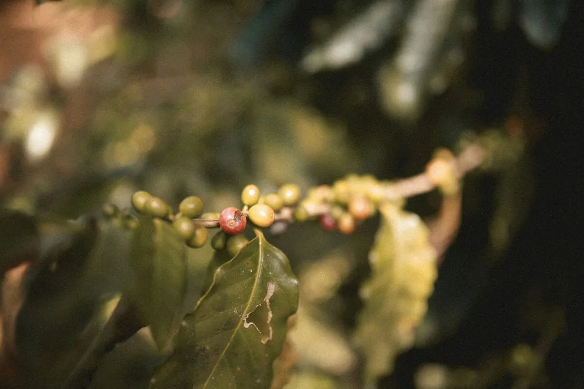 Cómo influye el origen en el sabor del café de especialidad